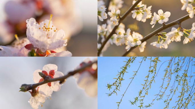 春天 百花开 樱桃红 李子花 杏花