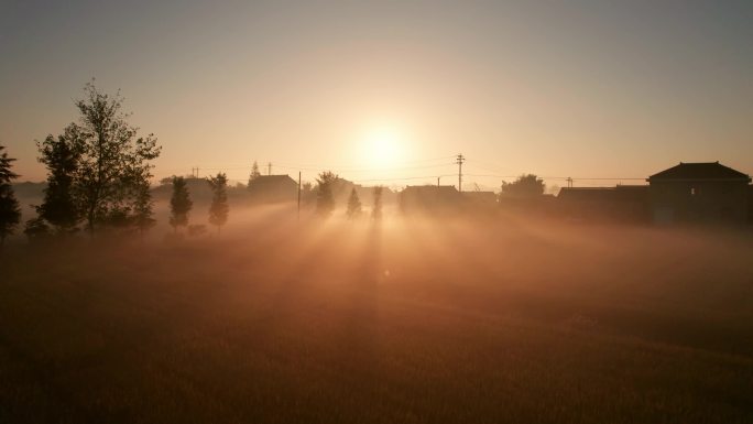 日出晨雾中低空航拍稻田