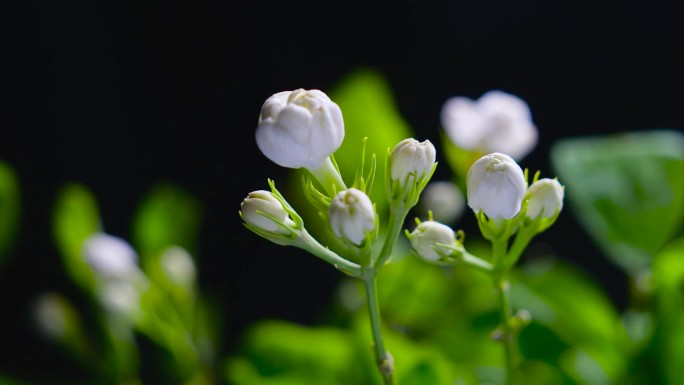 茉莉花开延时