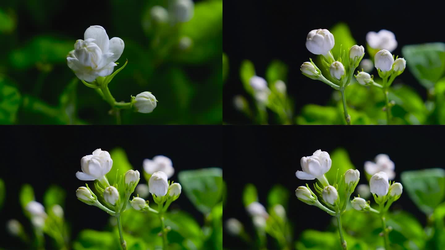 茉莉花开延时