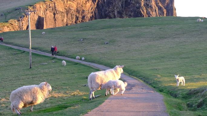 苏格兰的羊