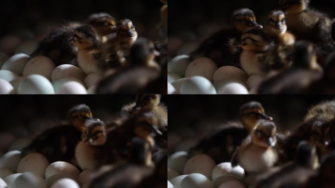 养鸭场孵坊自动化孵化机鸭蛋孵化小鸭子实拍