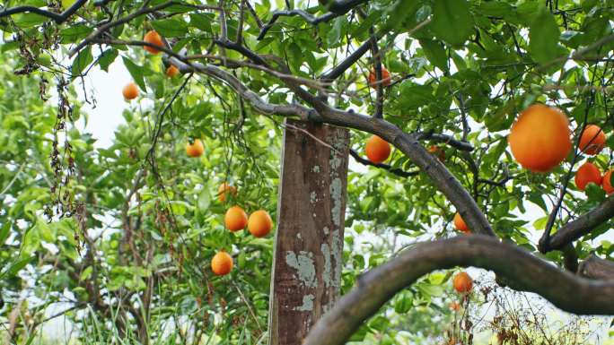 脐橙果树林