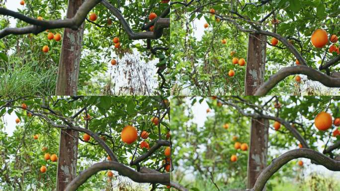 脐橙果树林