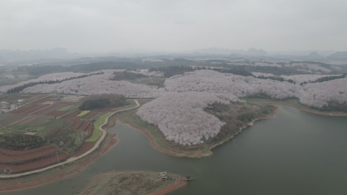 贵州平坝樱花园航拍4K