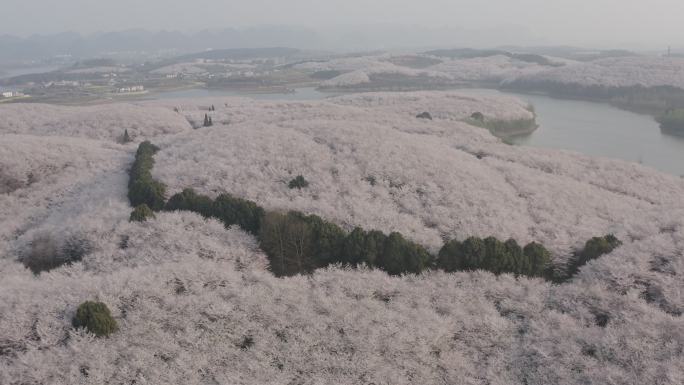 贵州平坝樱花园航拍4K