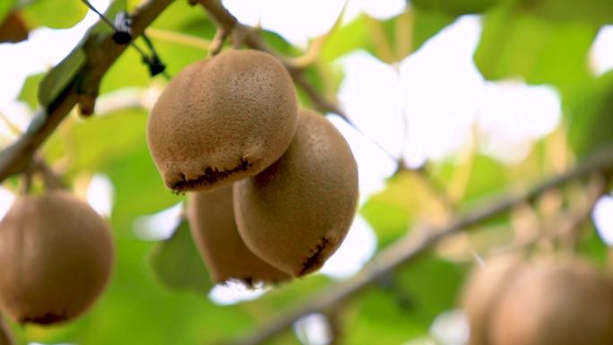 猕猴桃大鹏种植基地猕猴桃成熟采摘