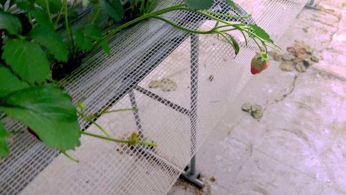 大棚里采摘草莓（2）