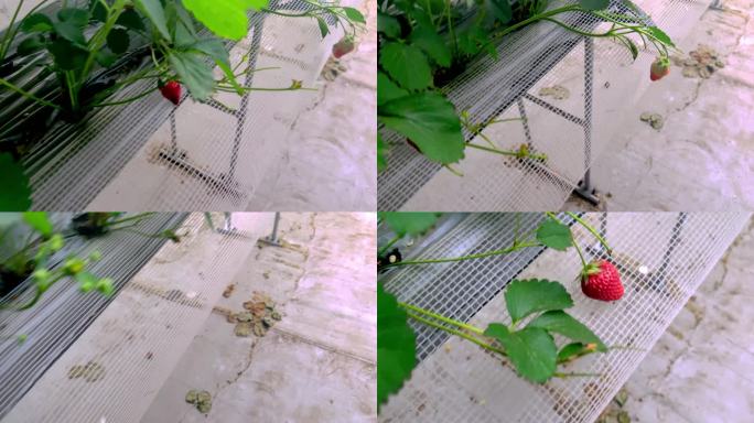 大棚里采摘草莓（2）