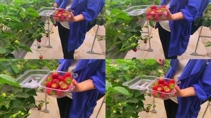大棚里采摘草莓（1）