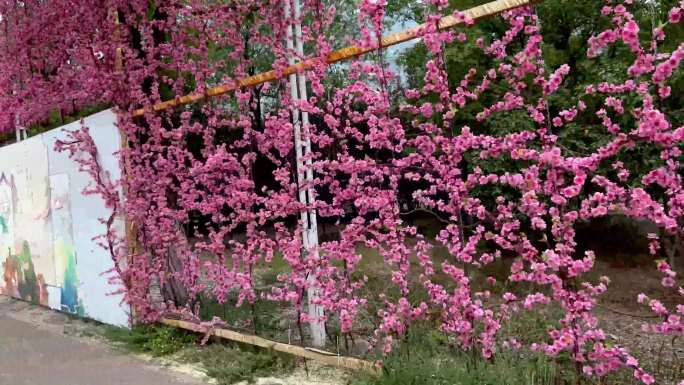 风景区游览桃花节爬山凤凰岭（3）