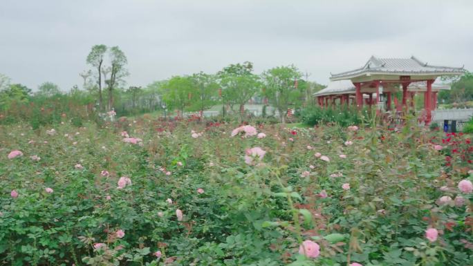 月季花 后花园 鲜花盛开 后院花开 公园