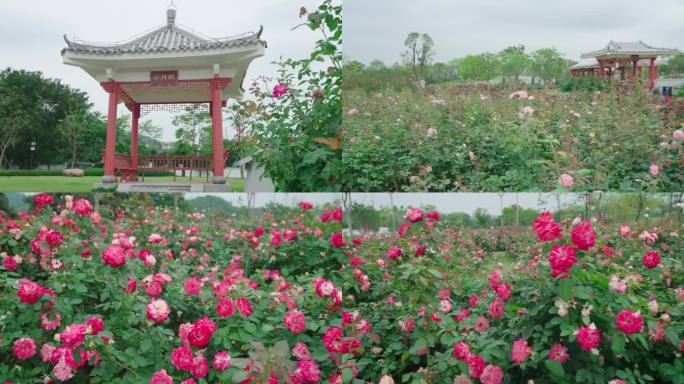 月季花 后花园 鲜花盛开 后院花开 公园