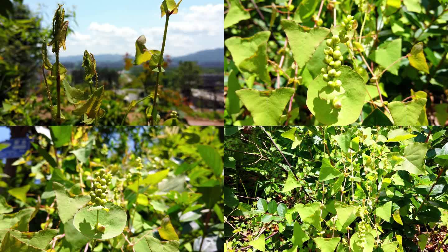 中药蓼科植物杠板归蛇倒退