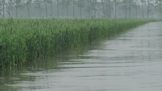 雨天麦田素材