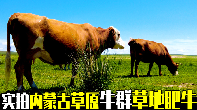 夏天草原上的牛群天然牧场放牛