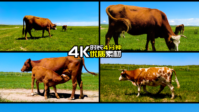 夏天草原上的牛群天然牧场放牛