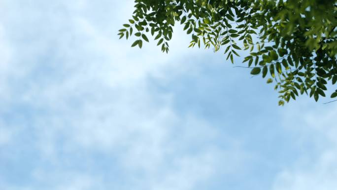 夏日 日系 小清晰 蓝天 白云 绿叶 树
