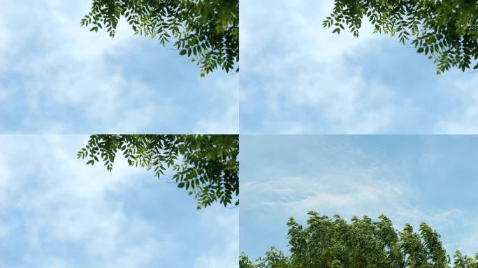 夏日 日系 小清晰 蓝天 白云 绿叶 树