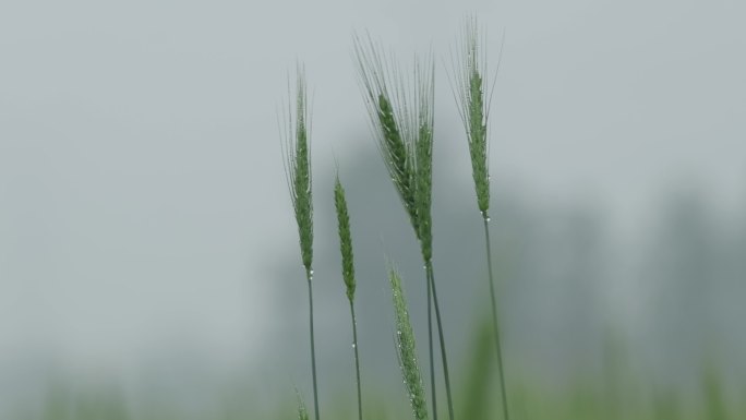 雨天麦田4K素材