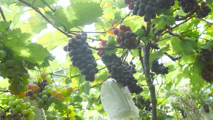 果园葡萄采摘果农丰收喜悦