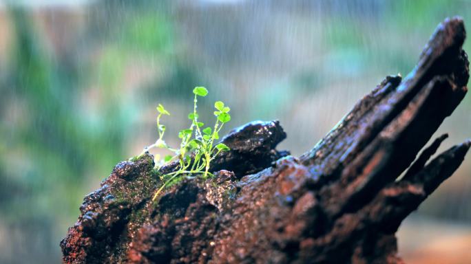 雨点 青苔 小草