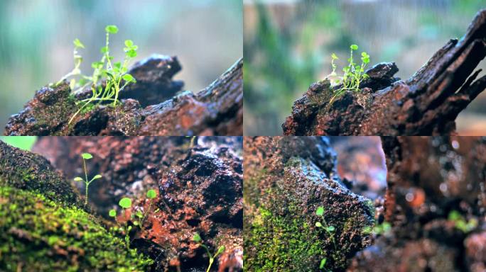 雨点 青苔 小草