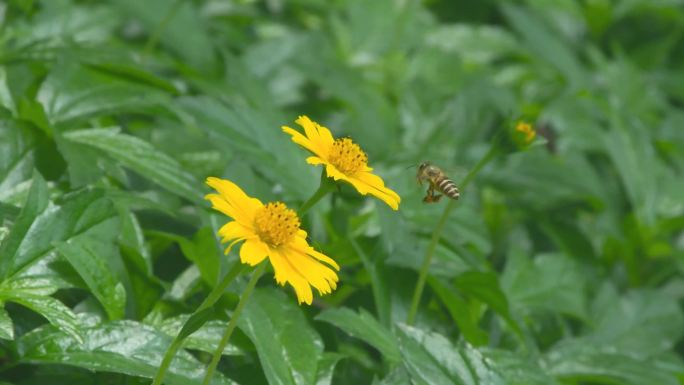 野花花朵蜜蜂自然风景绿叶草地