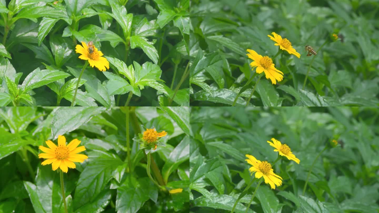 野花花朵蜜蜂自然风景绿叶草地