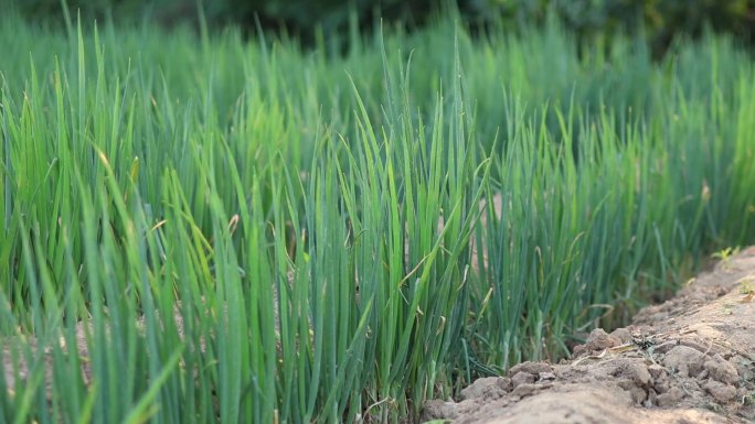 小葱青葱农业蔬菜农田黄土地