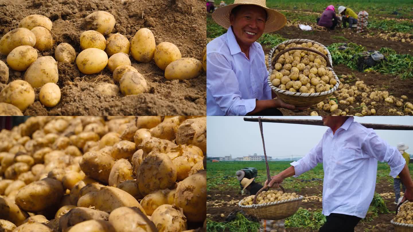 豆田土豆收割农业