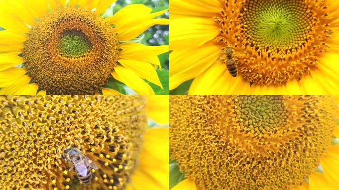 实拍向日葵蜜蜂采花粉蜜蜂采蜜