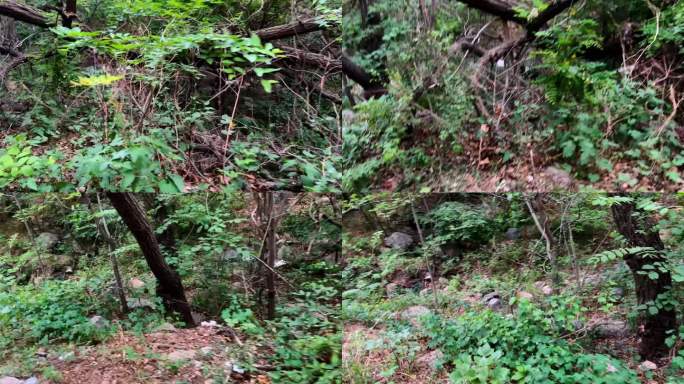 凤凰岭风景区野山爬山登山树木（2）