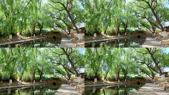 河岸两侧绿色垂柳树枝