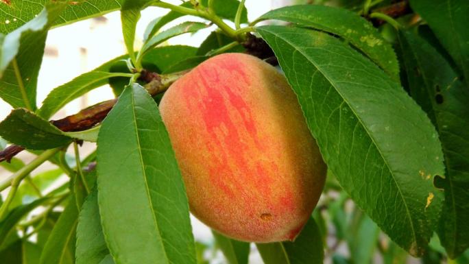 桃树桃子水蜜桃水果农产品