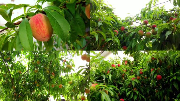 桃树桃子水蜜桃水果农产品