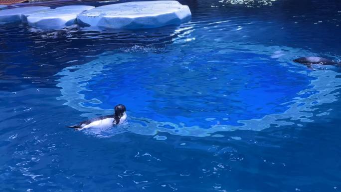 4K原创 小企鹅在水中游泳