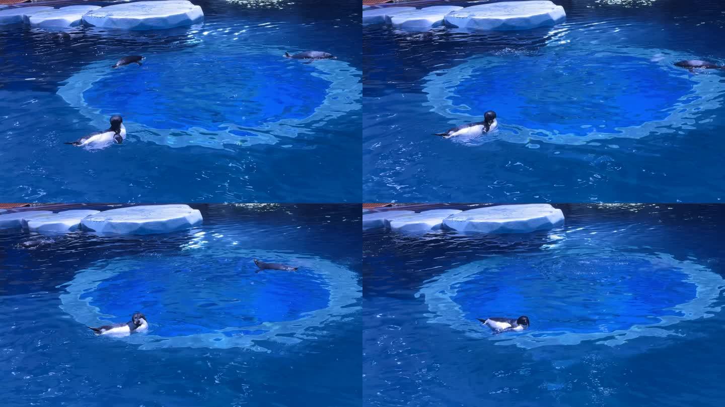 4K原创 小企鹅在水中游泳
