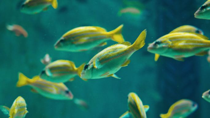 海洋馆海底世界鱼类鱼群热带鱼实拍超清4K