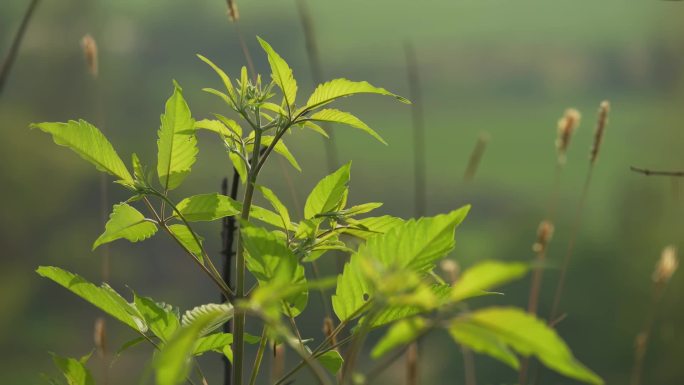 阳光植物和风