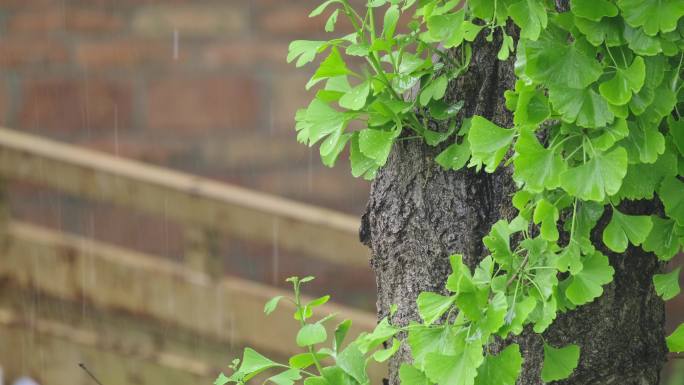 4K拍摄梅雨季节雨水拍打在植物上