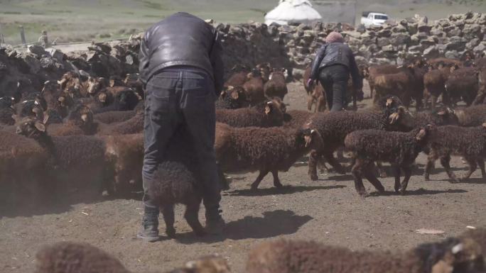 新疆牧民抓小羊羔