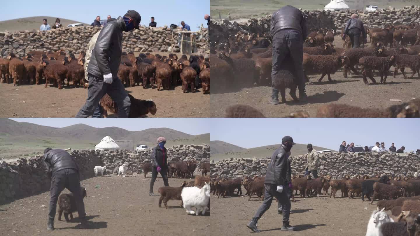 新疆牧民抓小羊羔
