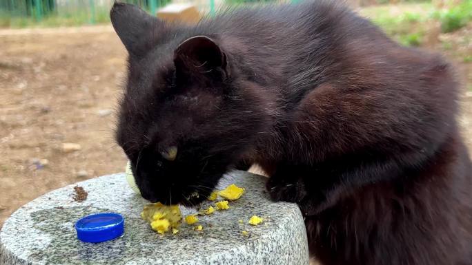 黑猫黑色流浪猫吃鸡蛋（1）