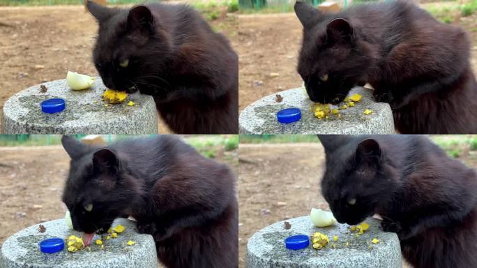 黑猫黑色流浪猫吃鸡蛋（1）