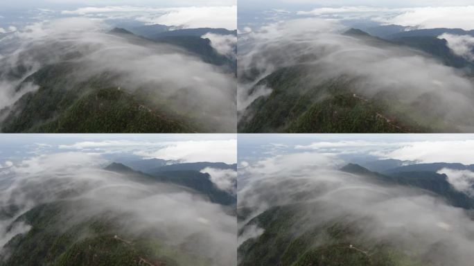 大山森林薄雾云海