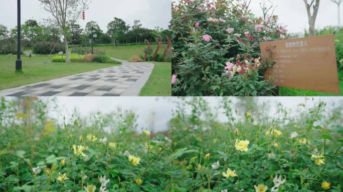 月季花 后花园 鲜花盛开 后院花开 公园