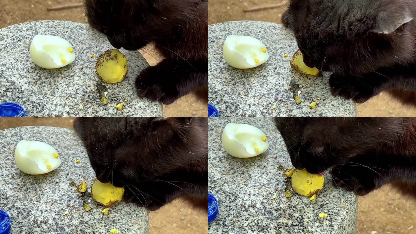 黑猫黑色流浪猫吃鸡蛋（3）