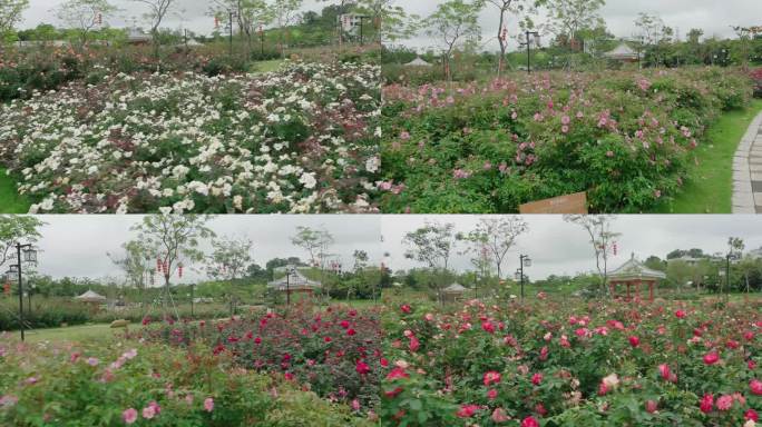 月季花 后花园 鲜花盛开 后院花开 公园