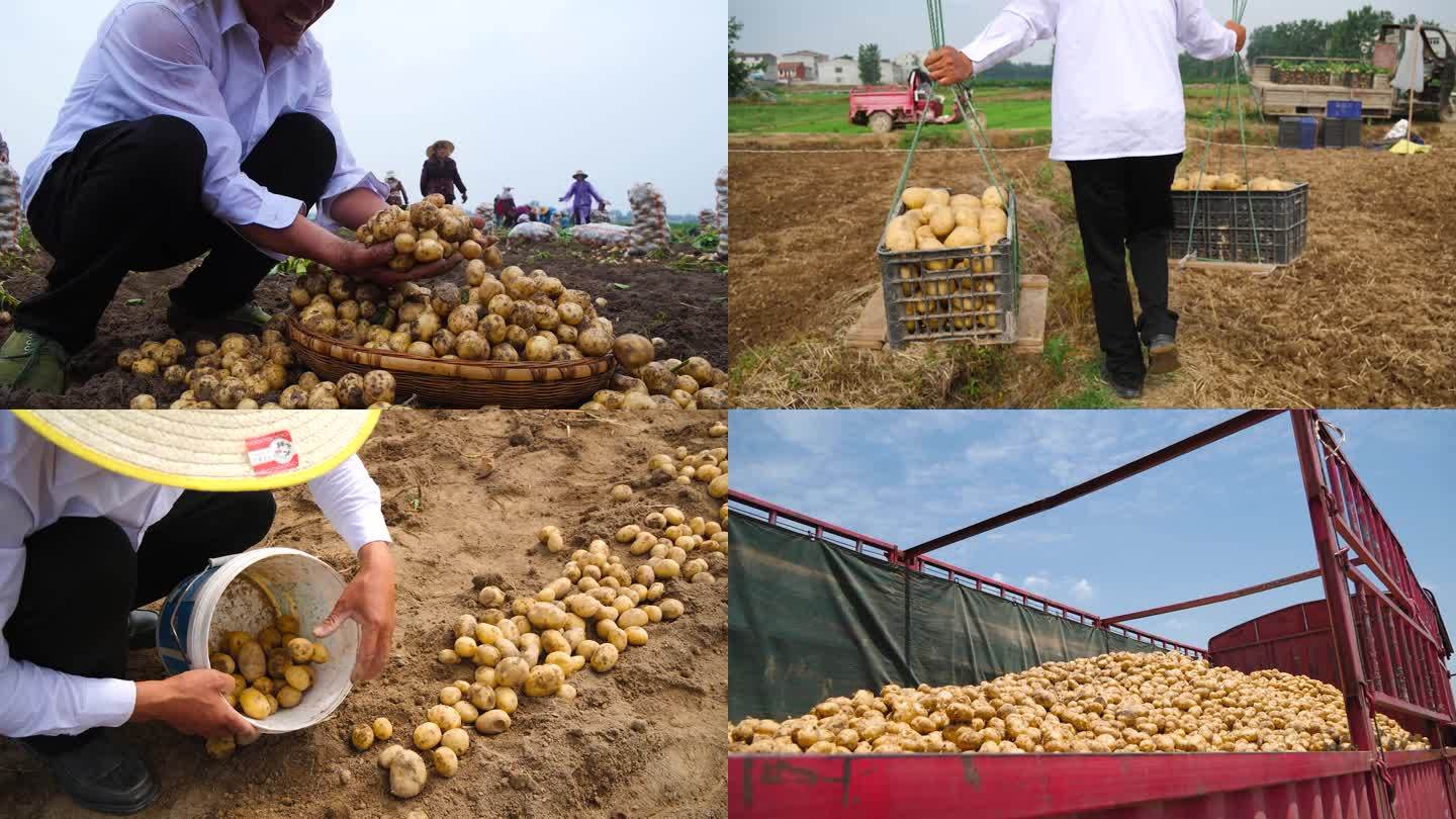 土豆田土豆收割农业